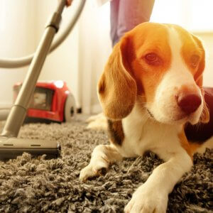 disinfect your house safely for you and your pets