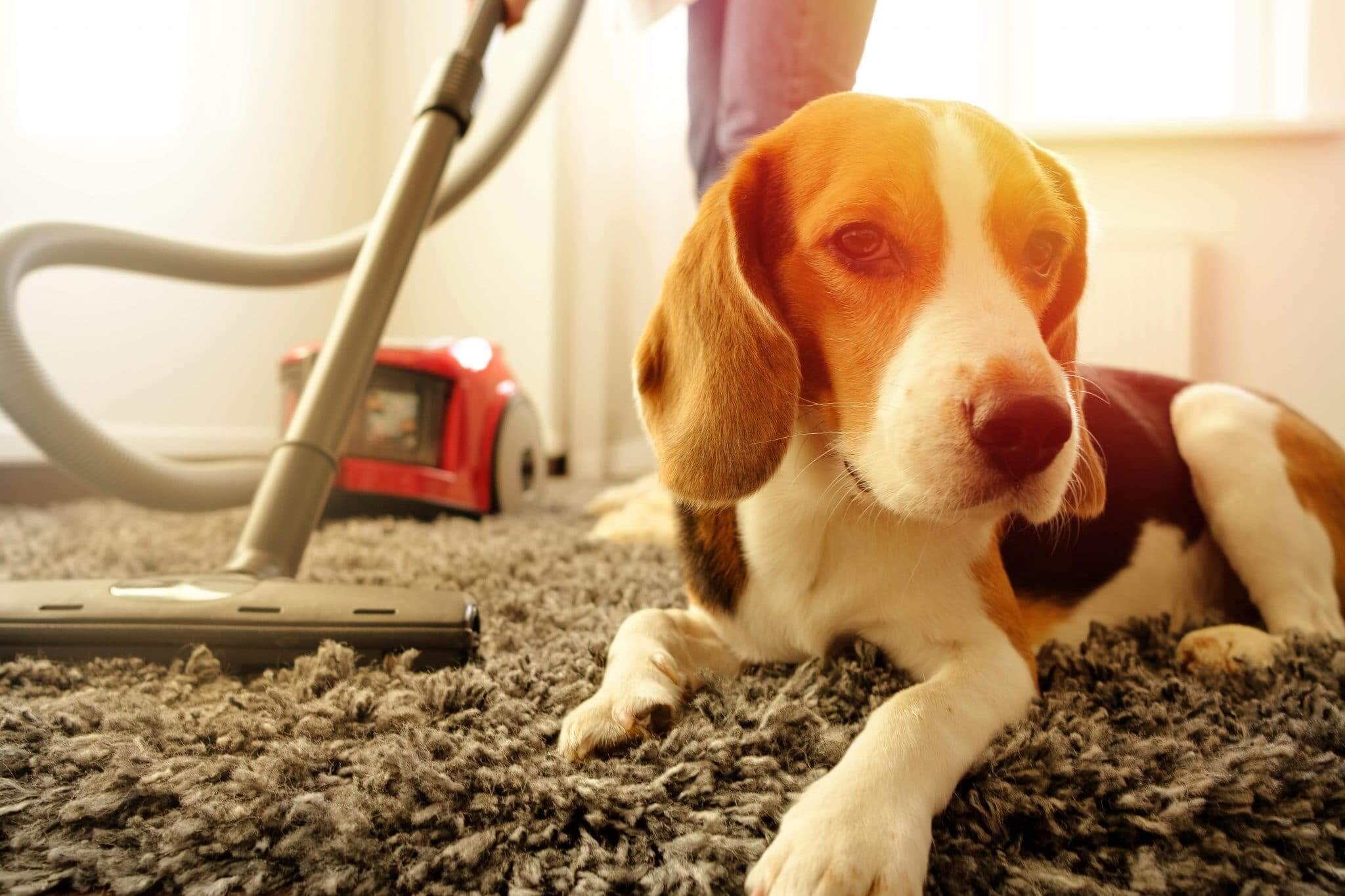 disinfect your house safely for you and your pets